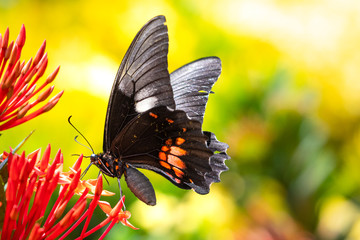 A Cattleheart butterfly feeding on an Ixora Hedge in a tropical garden.