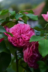 pink rose in the garden