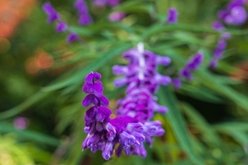 Violet-pink flower blomming in the garden