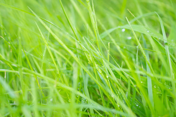 Abstract green grass close up blur background