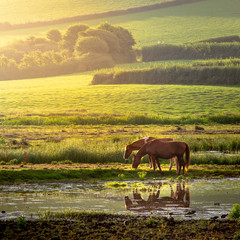 Two horses grazing in a field next to a lake with sunlight shining.