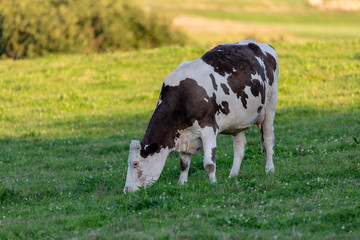 White and black cow feeding a lot of grass