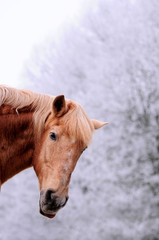 Pferd in Winterlandschaft