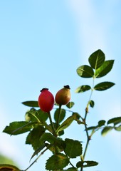 red apple on a tree
