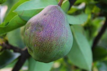green pears on tree
