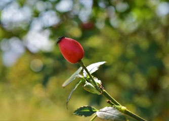 red rose on a black background of blue sky
