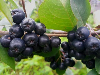 bunch of aronia berries