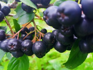 aronia