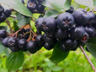 aronia