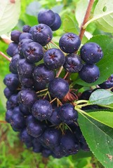 aronia