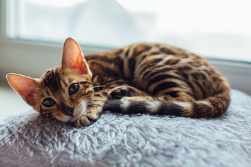 Cute little bengal kitty cat laying on the pillow next to the window - obrazy, fototapety, plakaty