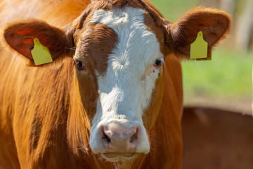 A close up of a milk cow