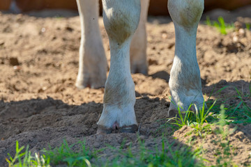 The legs of a dairy cow