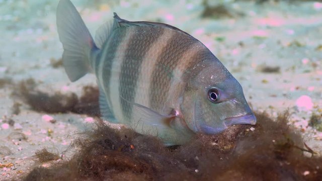 A Sheepshead fish (Archosargus probatocephalus) searches through algae looking for crabs and other small crustaceans in a central Florida spring. Unique angle of fish moving toward camera.