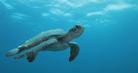 Green Turtle, (Chelonia mydas) swimming on the reefs of the Sea of Cortez, Baja California Sur, Mexico.