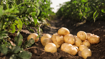 Pile of ripe potatoes on ground in field