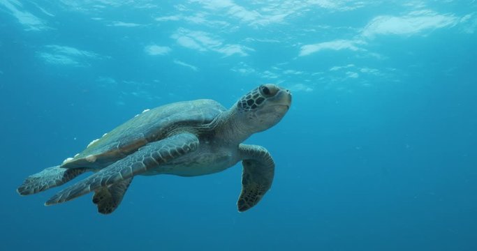 Green Turtle, (Chelonia mydas) swimming on the reefs of the Sea of Cortez, Baja California Sur, Mexico.