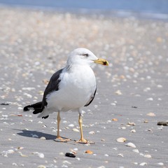 seagull on beach