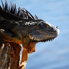 iguana