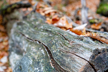 An old log with brown leaves
