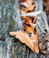 Close-up of a tree log with brown leaves