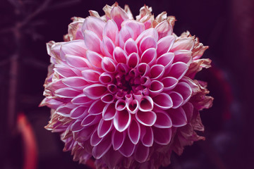 pink dhalia flower