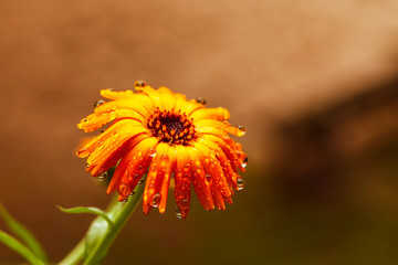 raindrops on a yellow flower