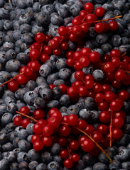 Red Currants against a blueberry pile