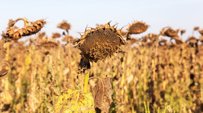 Withered sunflowers in the autumn field. Mature dry sunflowers are ready for harvest. Bad harvest of sunflower on the field. Blackened unclean abandoned bad harvest in an autumn field