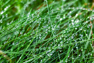 rain wet green grass background