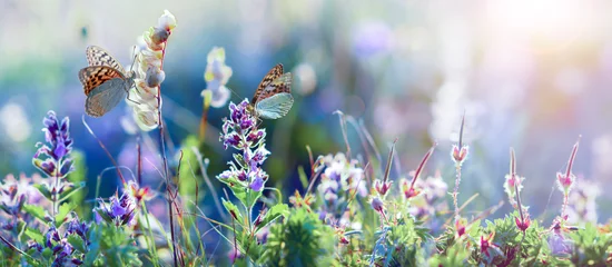 Fototapeten Wildblumen und Grasnahaufnahme, horizontales Panoramafoto © tankist276