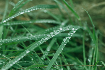 rain wet green grass background