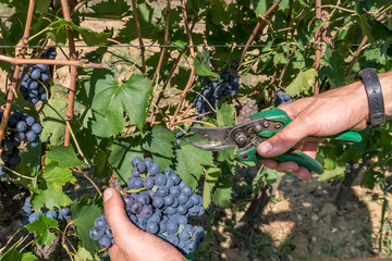 Agricultural worker cuts a bunch of black grapes in the vineyard during the harvest