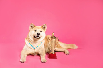Fototapeta na wymiar Adorable Akita Inu dog with champion trophy and medal on pink background. Space for text