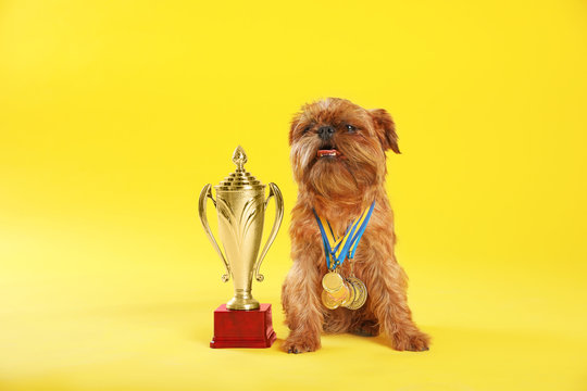 Cute Brussels Griffon dog with champion trophy and medals on yellow background