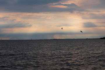 seagulls at sunset @ Bangpu