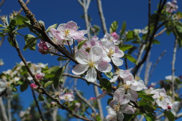 Almendro en flor