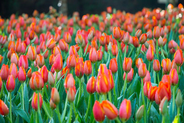 tulip