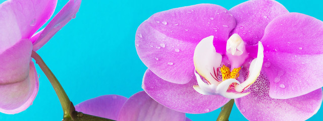 pink Phalaenopsis or Moth dendrobium Orchid flower in winter or spring day tropical garden isolated on blue background.Selective focus.agriculture idea concept design with copy space add text.