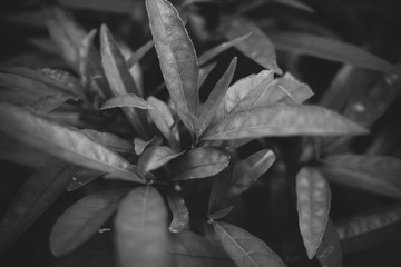 Moody plant