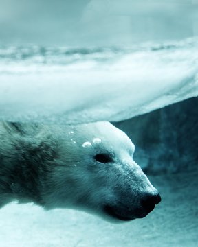 A polar bear swims through icy water.