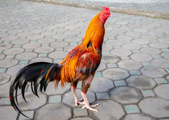 rooster