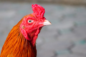 rooster close up
