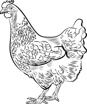 recommend clip art: illustrazione vettoriale di gallina in bianco e nero