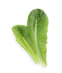 Obraz premium Fresh leaves of salad greens on white background