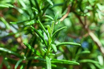 green rosemary herb plants