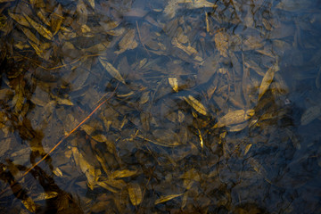 yellow and brown leaves in the deep cold water