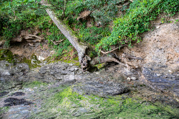 A fallen tree and stratified layers of rocks and rock pools on the edge of the River Tavy, Plymouth, Devon