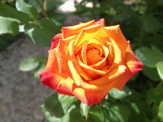 Yellow Red Rose from Spain