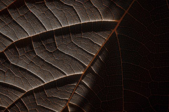 closeup shot of leaves
